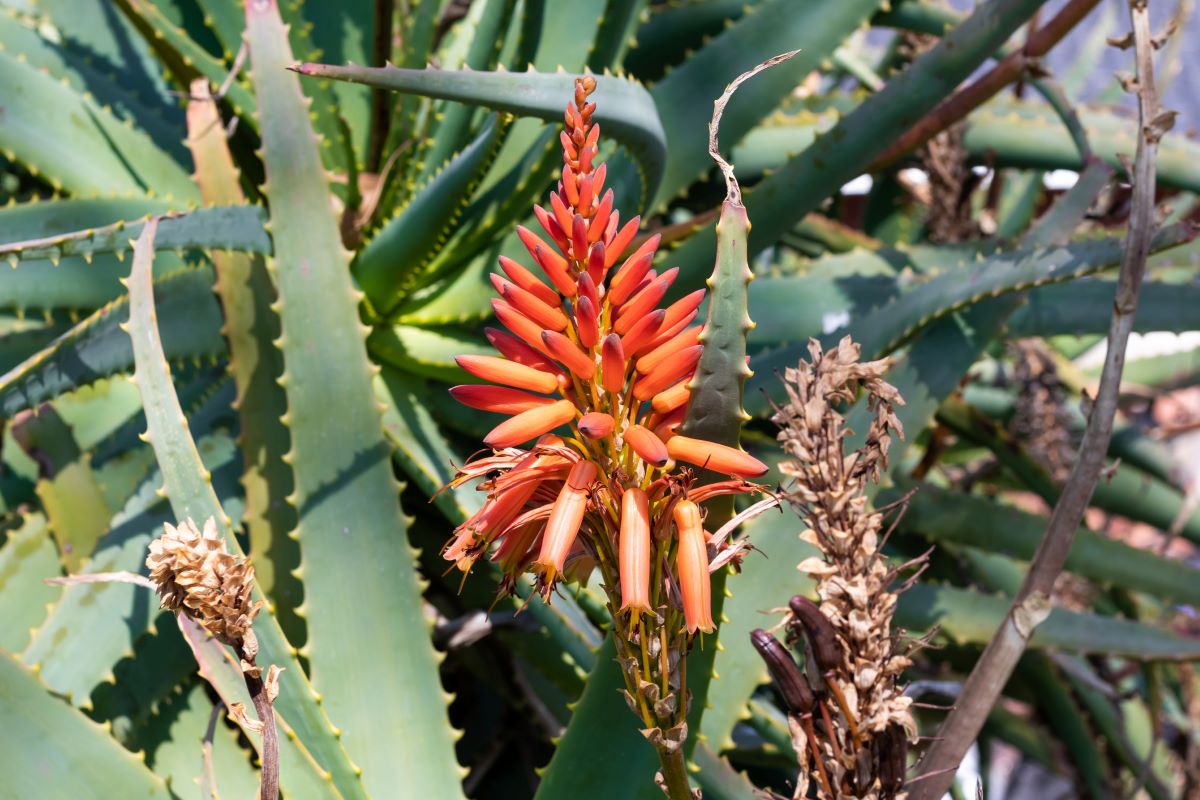 Kvetoucí aloe ferox